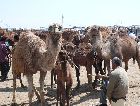 Туркменистан: Верблюды Туркменские Туркменистан: Верблюды Туркменские