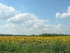 Украина: Украинская степь. Подсолнухи. Украина: Украинская степь. Подсолнухи.