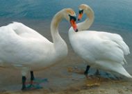 гостиница Medzabaki: Природа гостиница Medzabaki: Природа