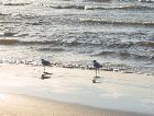 Юрмала: Море Балтийское Юрмала: Море Балтийское