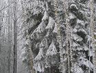 Юрмала: Зима в Юрмале Юрмала: Зима в Юрмале