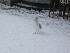 Юрмала: Чайка на улицах Зимней Юрмалы1 Юрмала: Чайка на улицах Зимней Юрмалы1