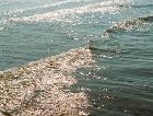 Паланга: Балтийское море Паланга: Балтийское море