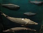 Туркменбаши: экспонаты краеведческого музея Туркменбаши: экспонаты краеведческого музея