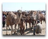 Туркменистан: Верблюды Туркменские