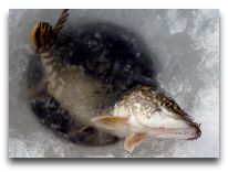 отель Алмаз: Рыбалка зимой на озере