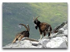  Природа Азербайджана: Дикие козлы