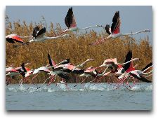  Природа Азербайджана: Фламинго
