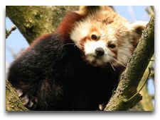  Зоопарк Гивскуд: Красная Панда