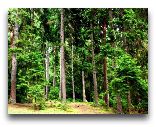  Боржоми: Боржомский лес