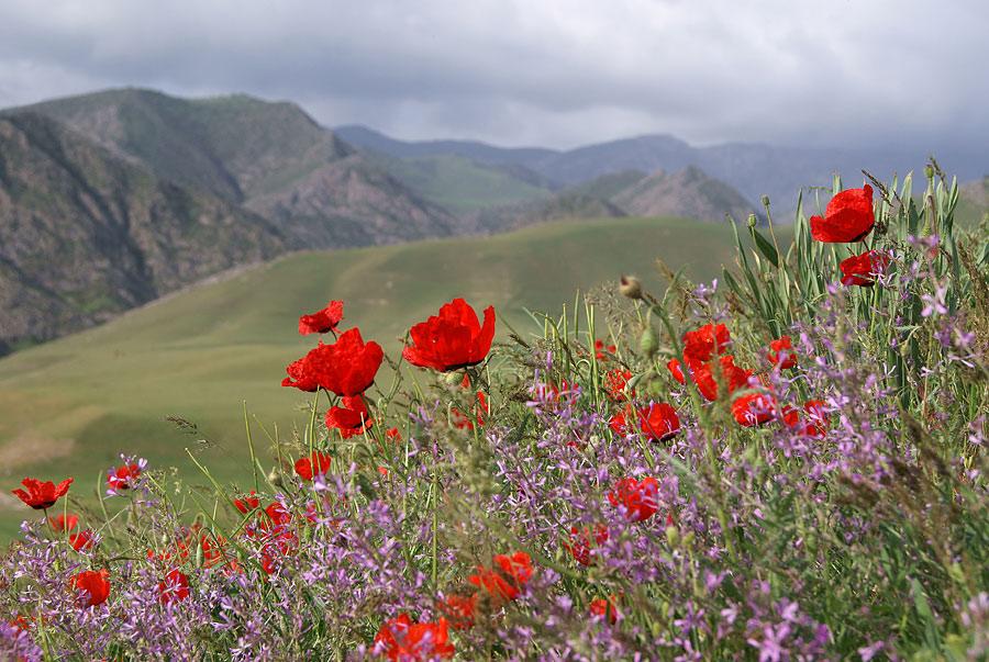 Ферганская долина узбекистан фото