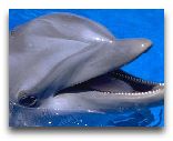  Кольморден: Дельфинарий в Кольмордене