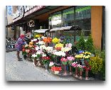  Рига: Весенние цветы в Риге
