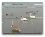  Таллинн: Лебеди на море